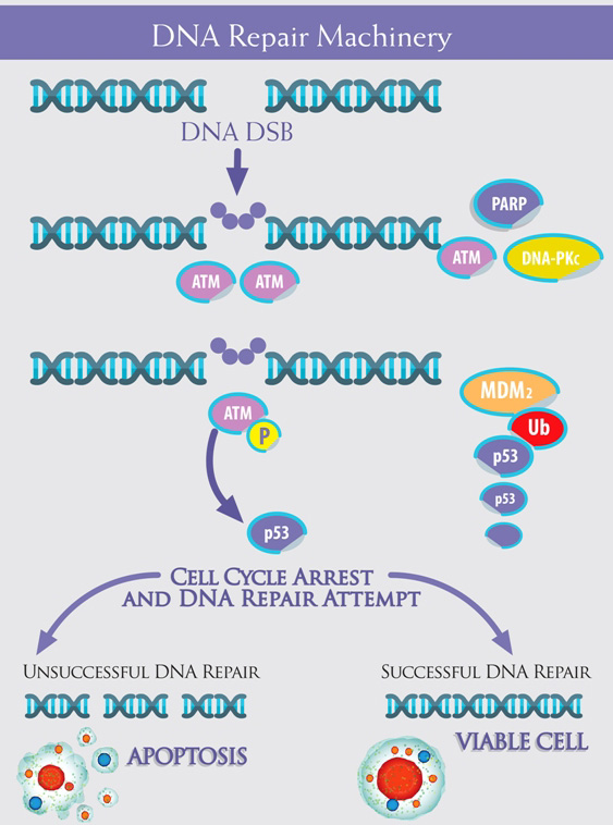 The machinery is composed of multiple &#x201c;devices&#x201d;, which cooperate from the detection of DNA damage to the cellular response.