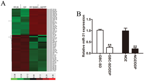 Down-regulation of miR-31 in DDP-resistant GBC cells.