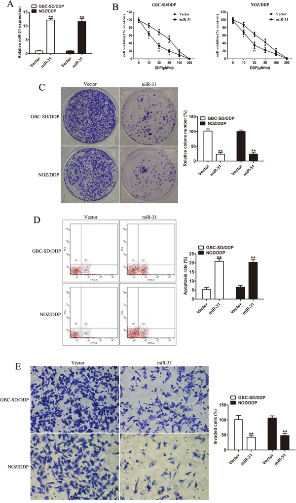 Effect of miR-31 on cisplatin sensitivity and invasion capacity of DDP-resistant cells.