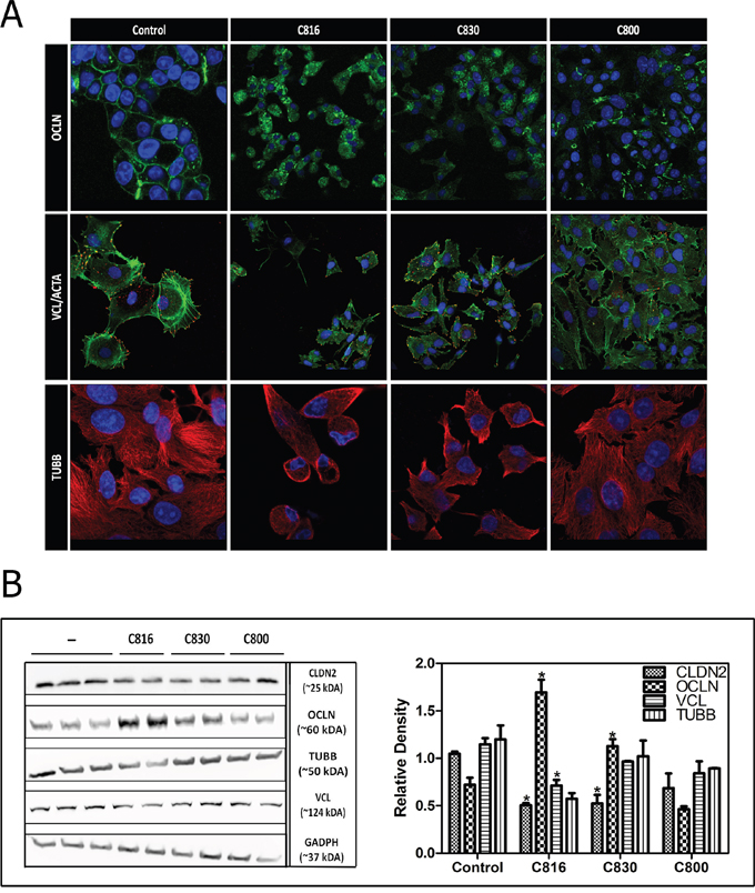 Crambescidins alter cell adherence and cytoskeletal integrity of tumor cells.