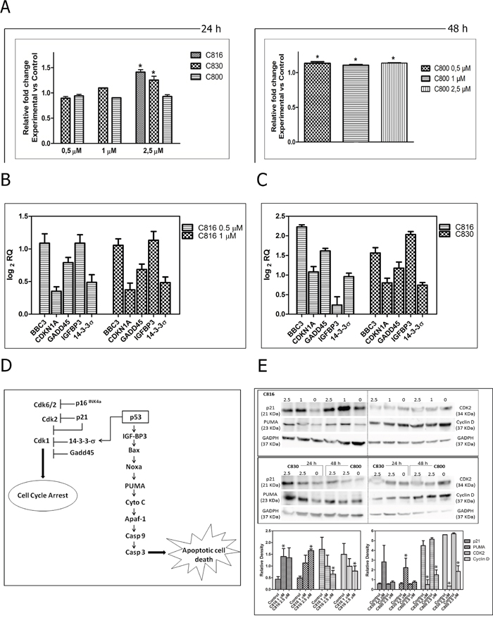 Death signaling and effector pathways activated by crambescidins.