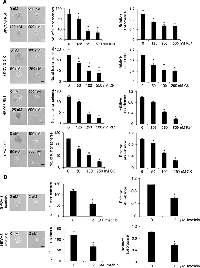 Rb1 and its metabolite compound K inhibit self-renewal and growth of CSCs.