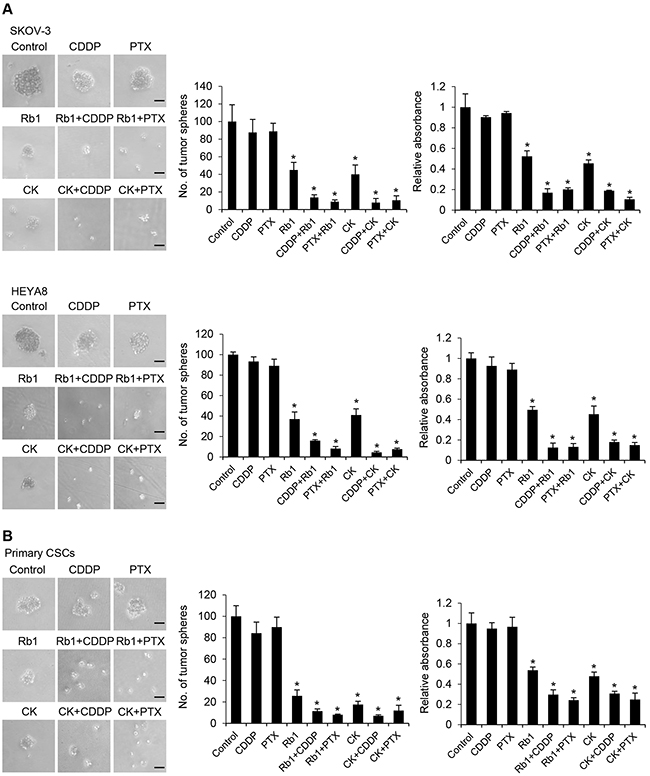 Rb1 and its metabolite compound K reduce chemoresistance of CSCs.