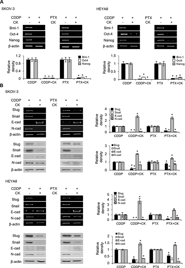 Compound K chemosensitizes CSCs via EMT.