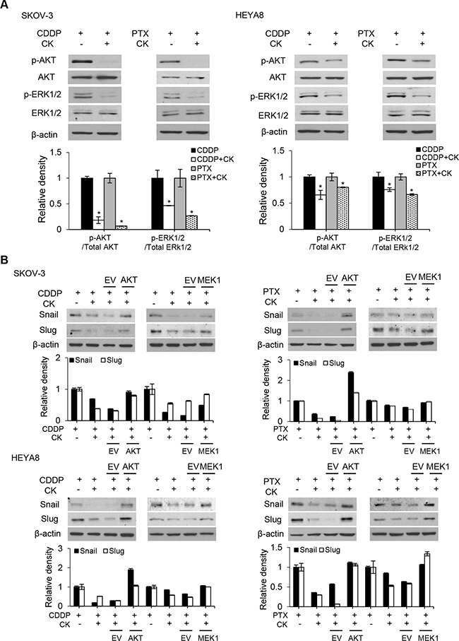 Compound K inhibits EMT through regulating Akt and MAPK signaling pathways.