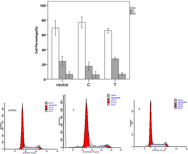 Effect of miR-149 rs2292832 on cell cycle.