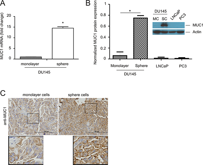 Upregulation of MUC1 in prostate cancer stem-like cells (PCSLCs).