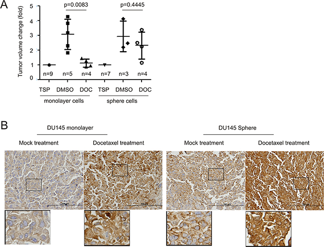 Docetaxel upregulates MUC1 expression in xenograft tumors.