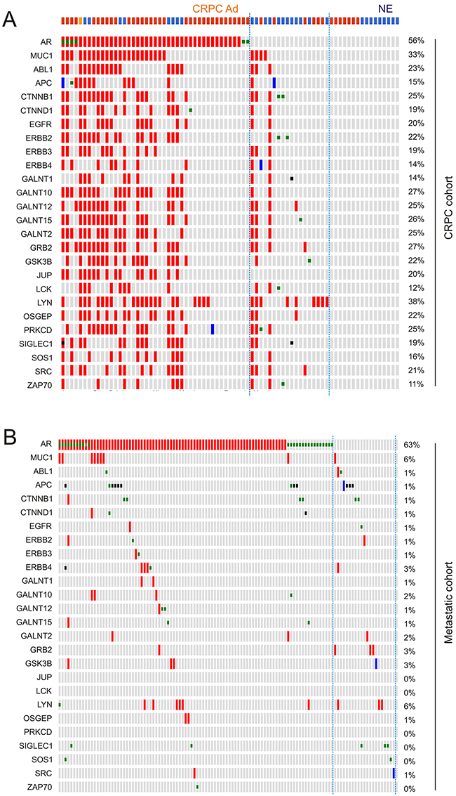 Concurrent and independent genomic alterations between the AR gene and the MUC1 genes network.