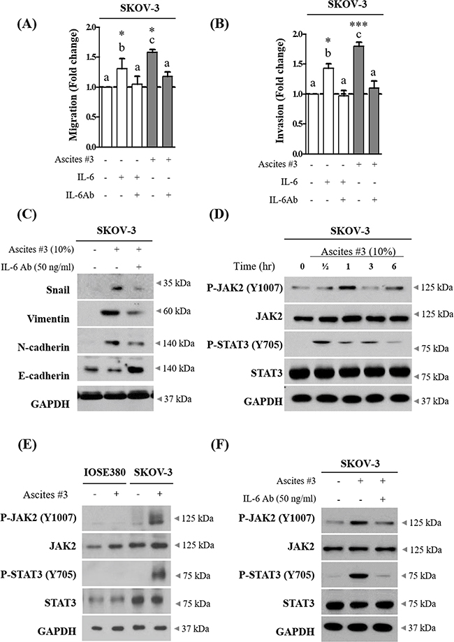 IL-6 in ovarian cancer patient derived ascites increase migration and invasion of SKOV-3 cells via JAK2-STAT3 signaling.