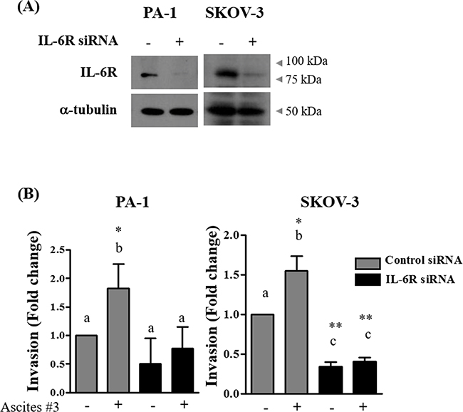 Silencing of IL-6R impairs ascites-induced invasion.