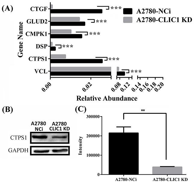 shRNA knockdown of CLIC1 leads to the down regulation of CTPS1, the decrease of CTP concentration and the arrest of G1 phase.