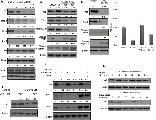 AC inhibition induces apoptosis, decreases pro-survival proteins and downregulates AC and Mcl-1.