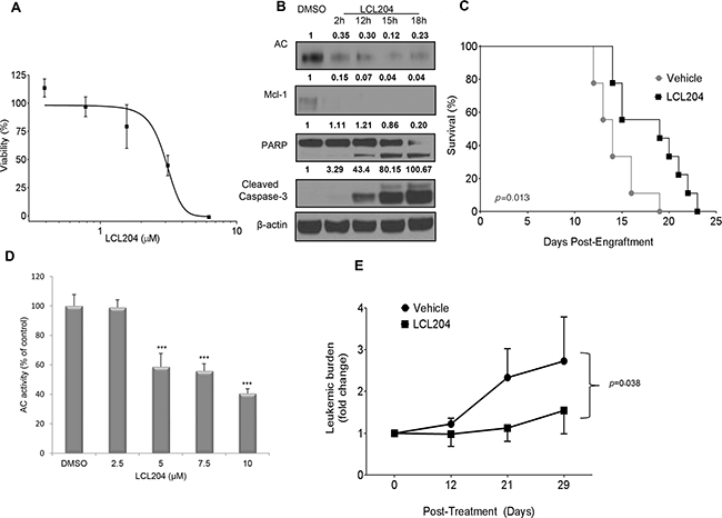 AC inhibition increases survival in a murine AML model and decreases leukemic blasts in a primary human AML xenograft model.
