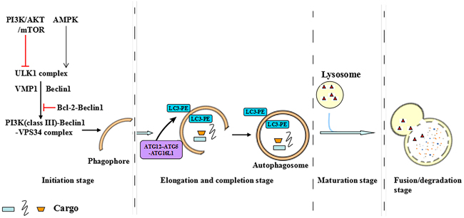 The multistep processes of autophagy.