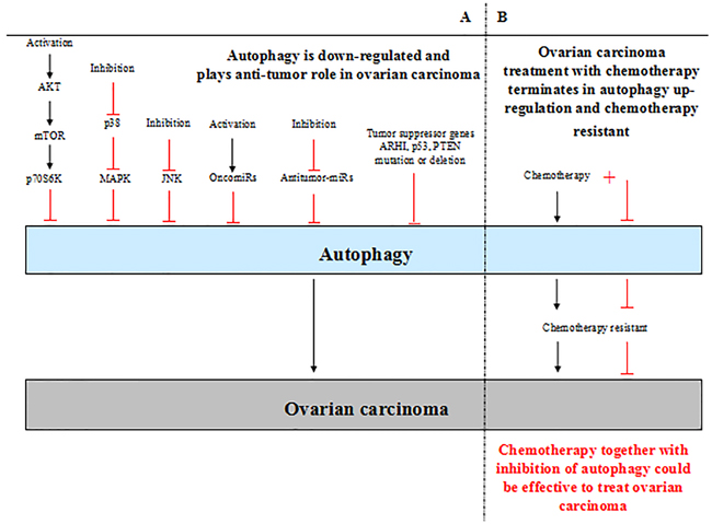 A. Autophagy plays dual roles in ovarian carcinoma.