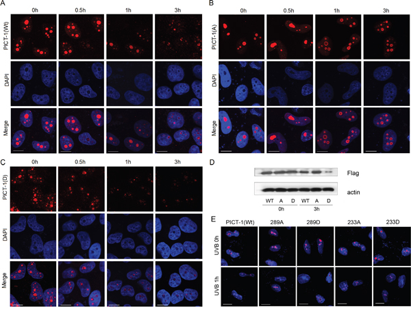 S233 and T289 phosphorylation affect amount and nucleolar distribution of PICT-1 protein in response to DNA damage.
