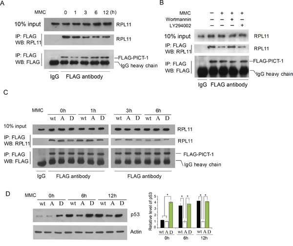 Phosphorylation of PICT-1 decreases its binding to RPL11.