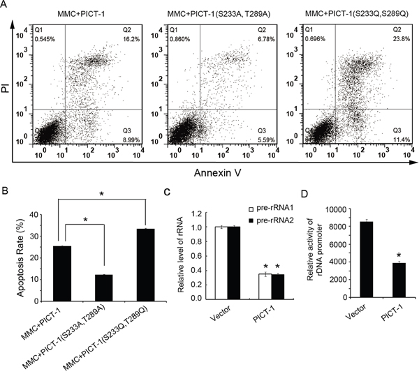 PICT-1 regulates DNA damage-induced apoptosis.