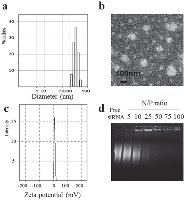 Characteristics of CS-ss-SA/PTX/siRNA complexes: a. size distribution.