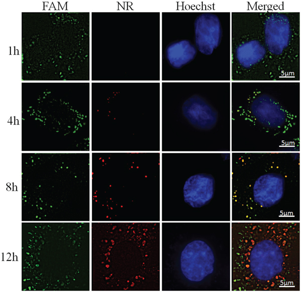 Sequential delivery FAM-siNC and NR in MCF-7 cells after incubated with CS-ss-SA/NR/FAM-siNC complexes for 1, 4, 8, and 12 h.