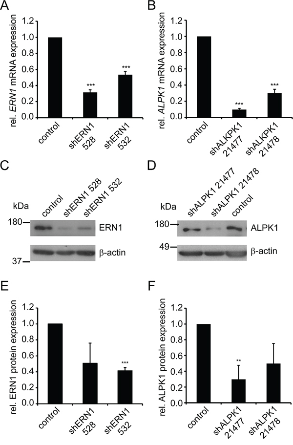 shRNA-mediated knockdown of ERN1 and ALPK1 reduces mRNA and protein expression.