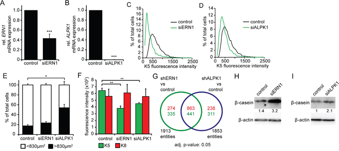 siRNA knockdown of ERN1 and ALPK1 enriches for a luminal cell type.