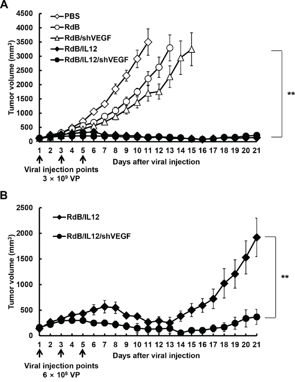 Antitumor effect of oncolytic adenoviruses in tumor-bearing mice.