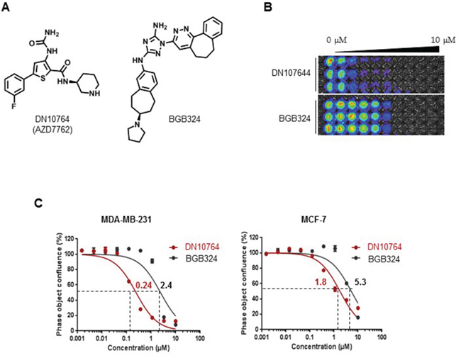 Inhibition of cell proliferation by DN10764.