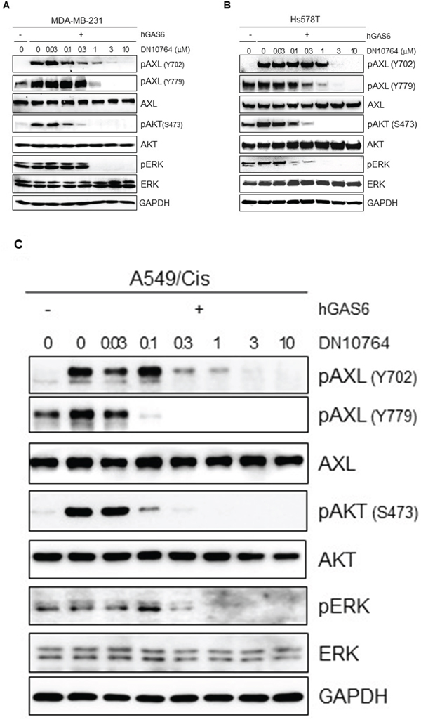 Inhibition of GAS6-mediated AXL signaling pathways.