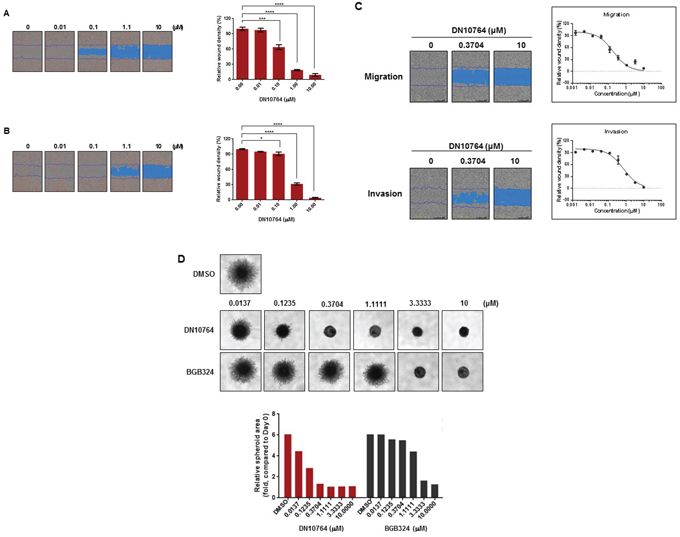 DN10764-mediated suppression of migration and invasion.