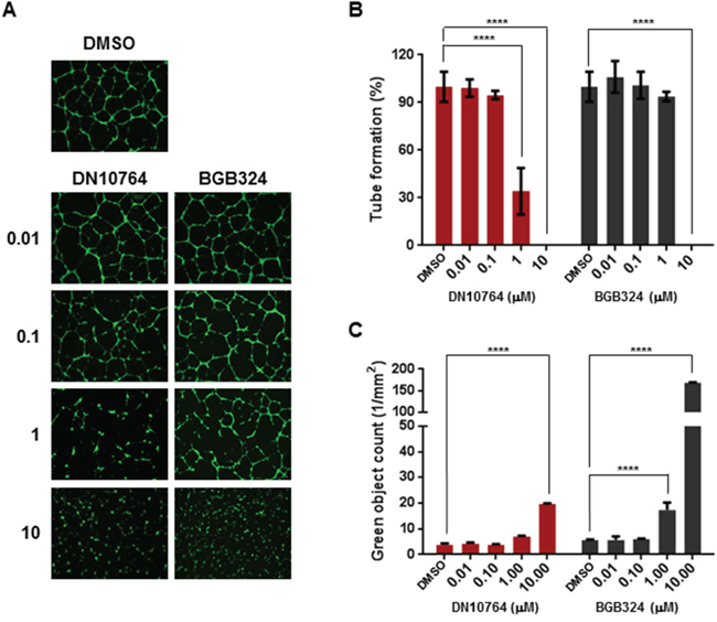 DN10764-mediated inhibition of tube formation.