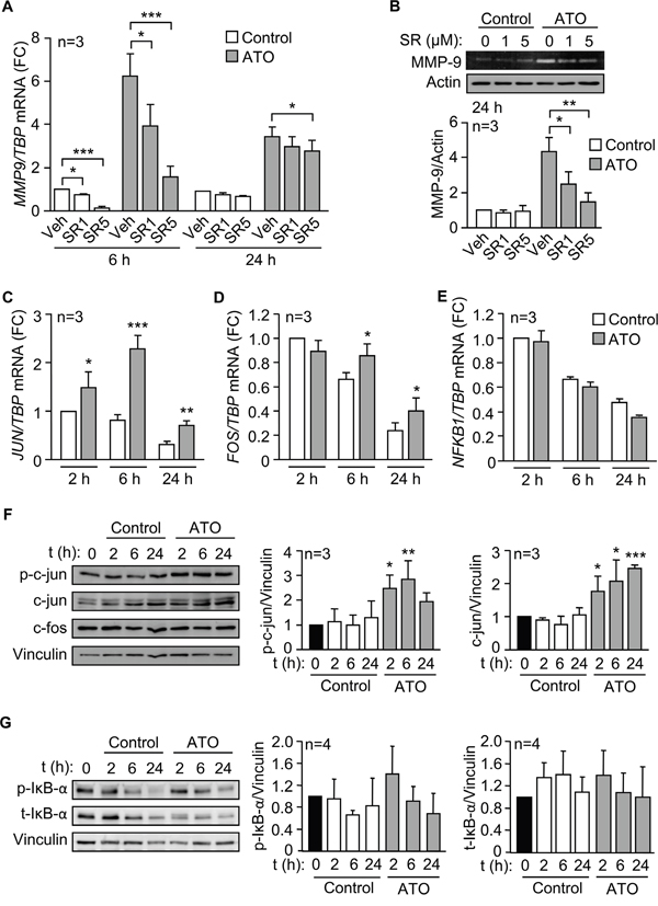 The AP-1 transcription factor is responsible for the upregulation of MMP-9 by ATO.