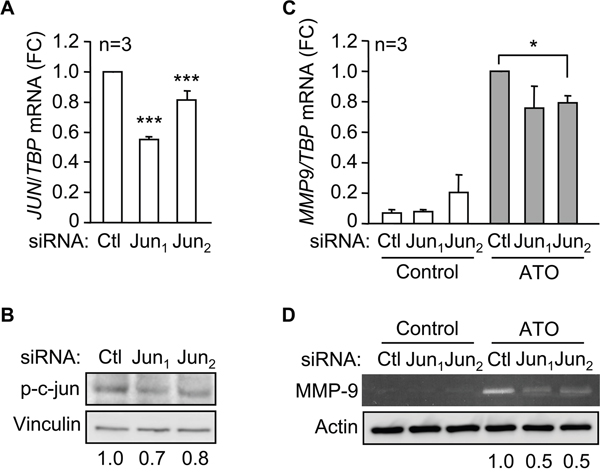 c-jun mediates the induction of MMP-9 by ATO.