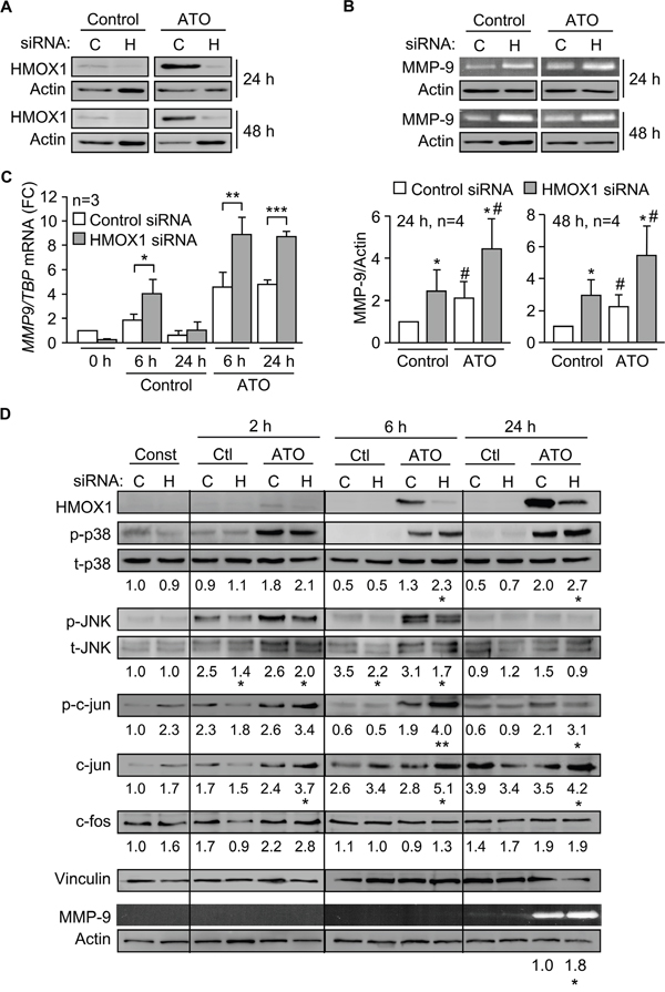 Gene silencing HMOX1 increases p38 MAPK/AP-1 activation and MMP-9 expression.