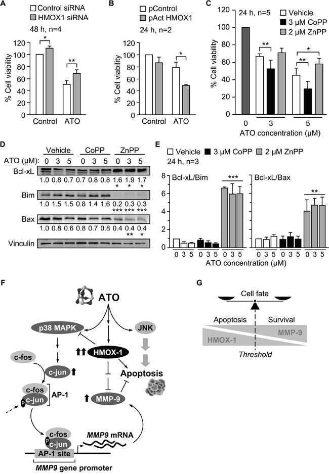 Pro-apoptotic role of HMOX1 in CLL cells in response to ATO.