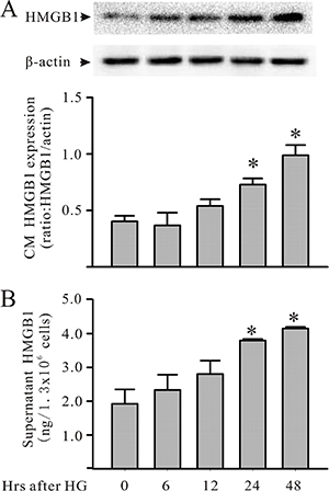 HG increases cardiomyocyte HMGB1 production in culture.
