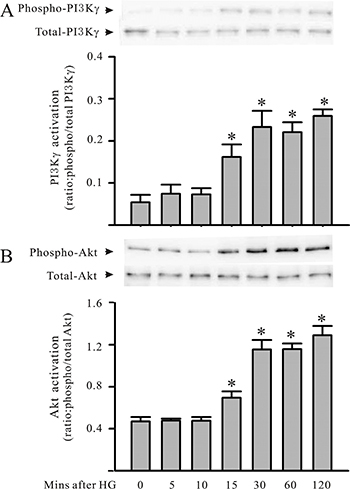 PI3K&#x03B3; and Akt are activated in cardiomyocytes under HG condition.