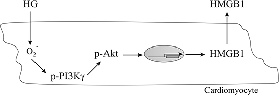 A schematic representation of a working hypothesis illustrating the signaling pathway involved in the induction of HMGB1 expression in cardiomyocytes conditioned with HG.