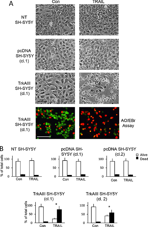 TRAIL induces apoptosis of TrkAIII SH-SY5Y cells.