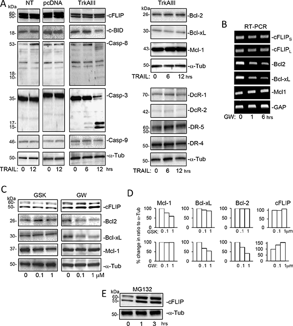 Effects of TRAIL, GW441756, GSK2656157 and MG132 upon the expression of components of TRAIL-induced apoptosis.