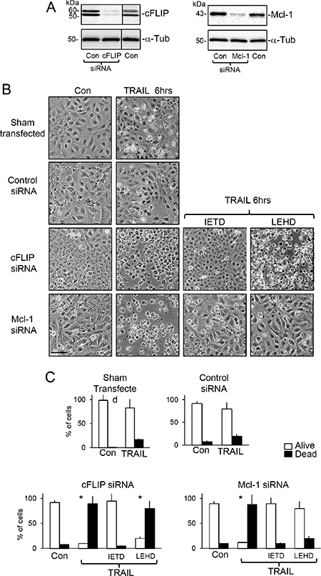 SiRNA cFLIP and Mcl-1 knockdown accelerate TRAIL-induced apoptosis.