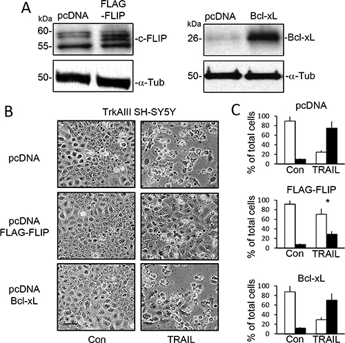 Overexpression of cFLIP but not Bcl-xL inhibits TRAIL-induced TrkAIII SH-SY5Y cell apoptosis.
