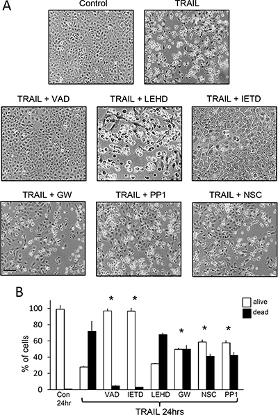 TRAIL-induced TrkAIII SH-SY5Y apoptosis is inhibited by z-VAD-fmk, z-IETD-fmk, GW441756, PP1 and NSC-87877 but not by z-LEHD-fmk.