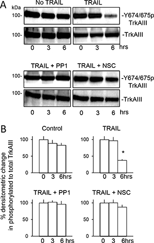 TRAIL-induced de-phosphorylation of TrkAIII Y674/675 associates with apoptosis and is prevented by PP1 and NSC-87877.