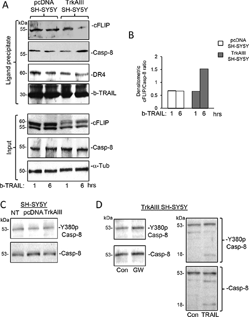 TRAIL induces a time-dependent increase in the caspase-8 to cFLIP ratio at ligand-activated death receptors in TrkAIII SH-SY5Y but not pcDNA SH-SY5Y cells.