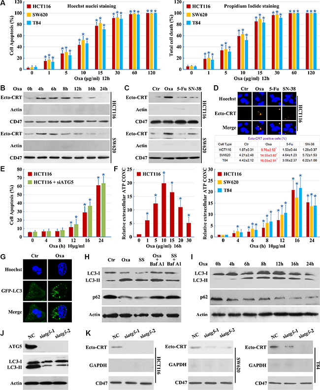 Autophagy is essential for Oxaliplatin induced CRT surface exposure.