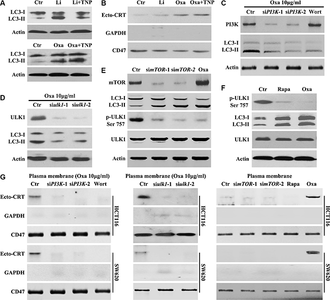 Oxaliplatin induced mTOR-dependent autophagy is required for CRT surface exposure.