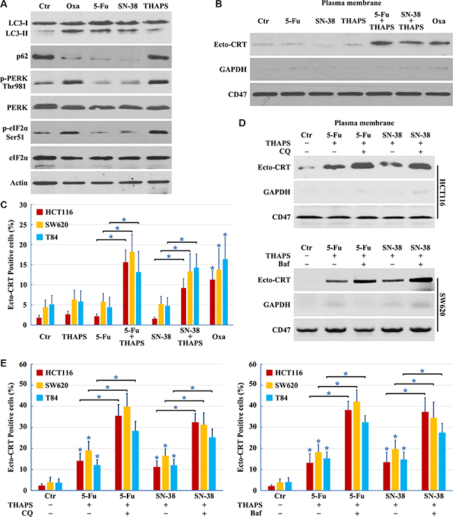 Combined use of ER stress inducer and autophagy late stage inhibitor to restore the ICD inducer activity of 5-Fu and SN-38.