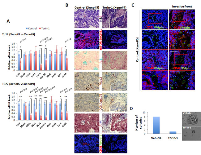 Torin-1 decreases the expression of proliferative, angio-/lympho-genic, and stem cell markers, and activates apoptosis in vivo.